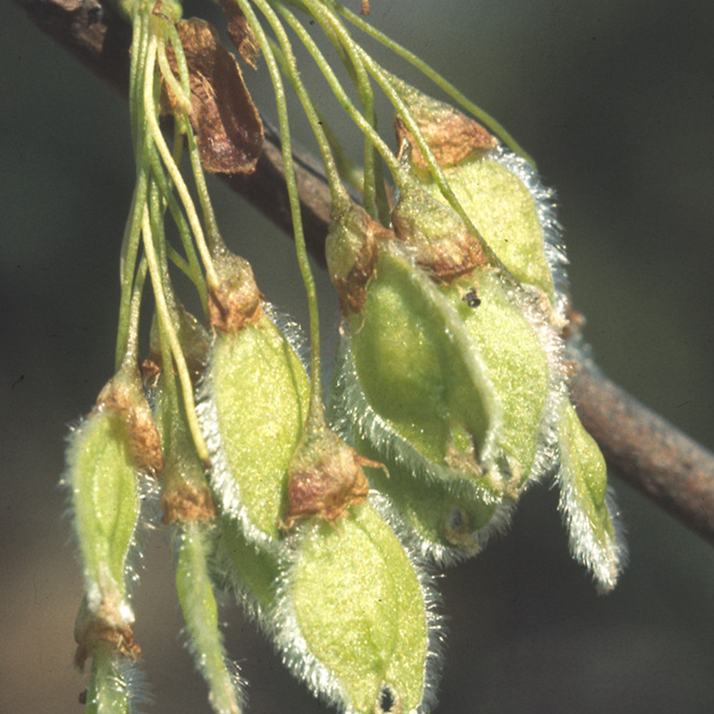 American Elm (Ulmus americana)