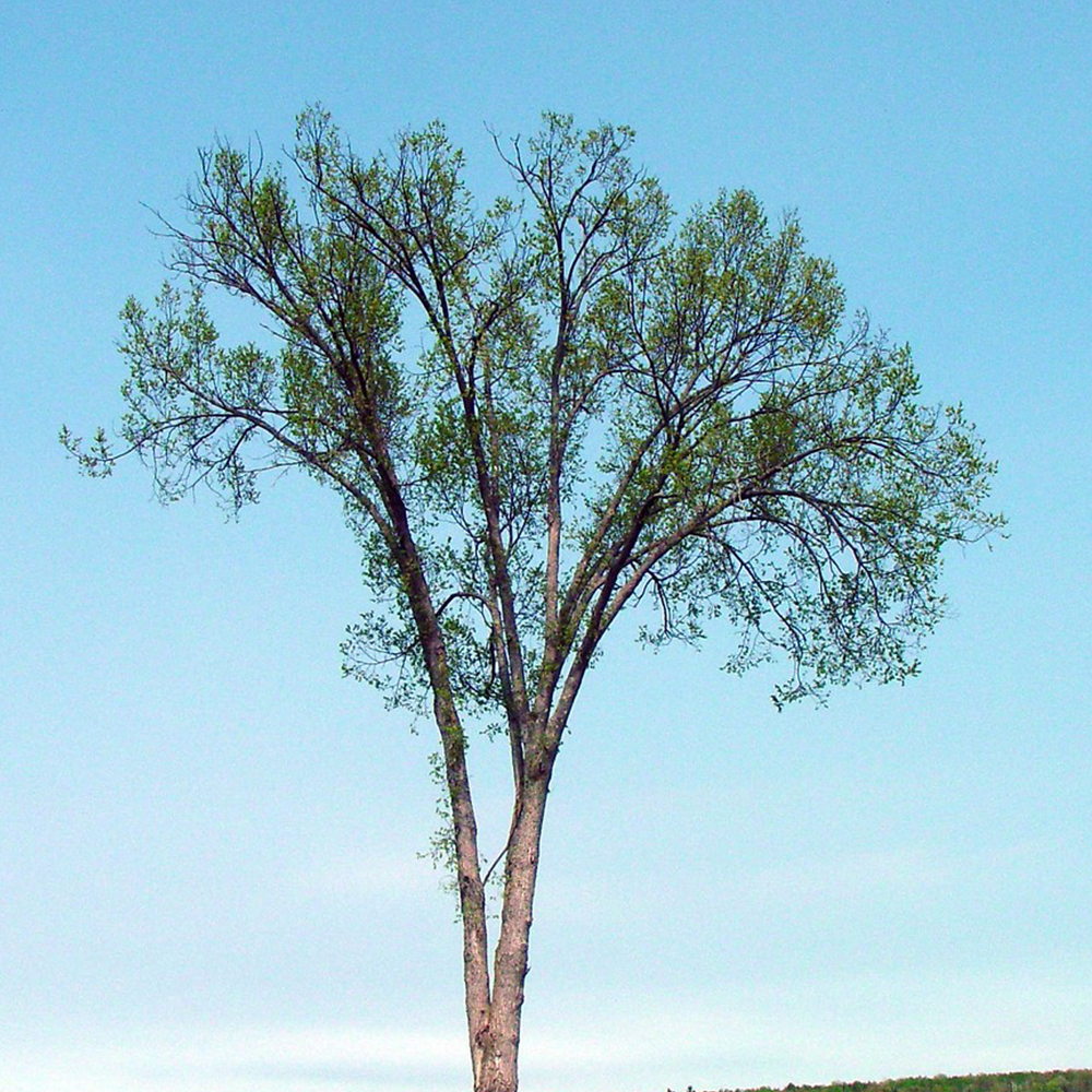 American Elm (Ulmus americana)