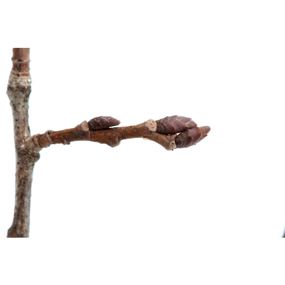 American Elm (Ulmus americana)