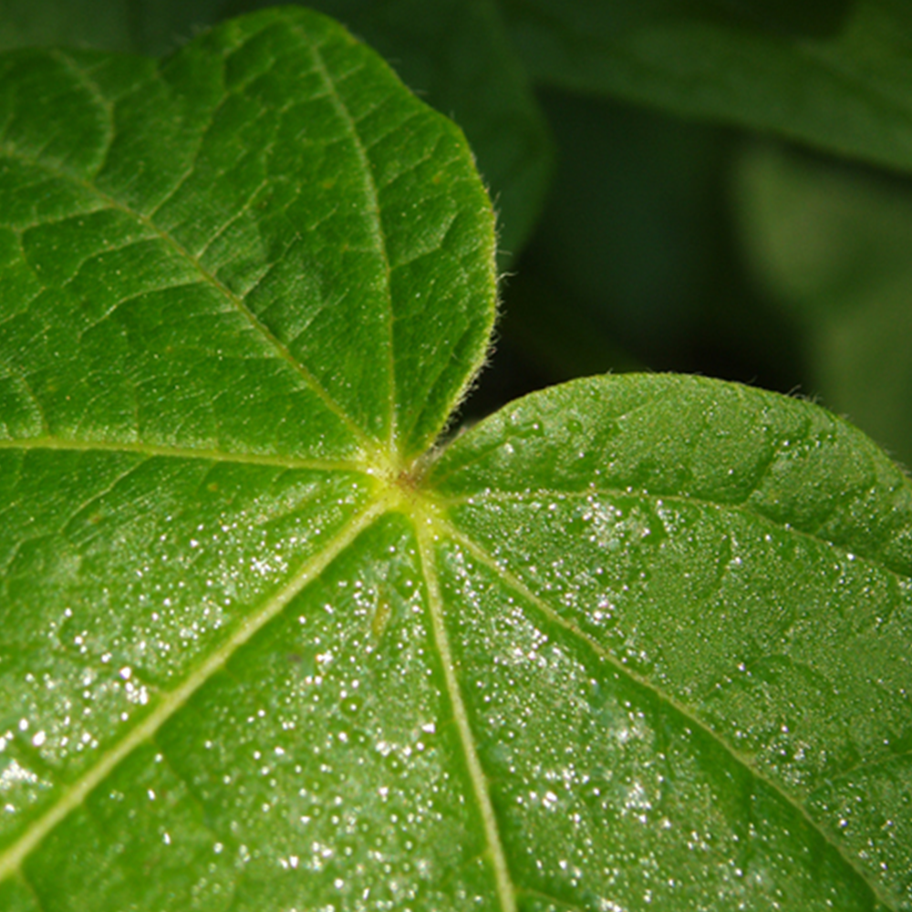 Black Maple (Acer nigrum)
