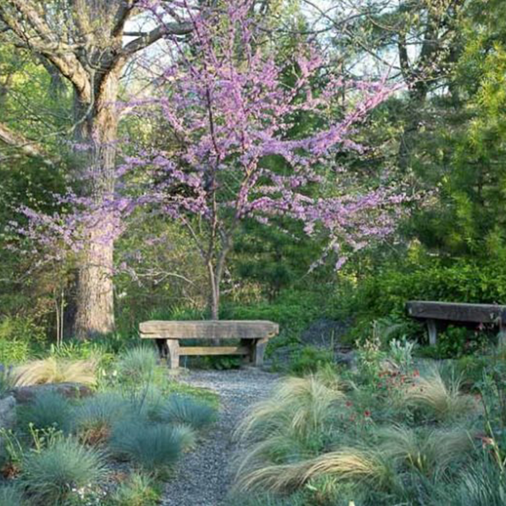 Eastern Redbud (Cercis canadensis)