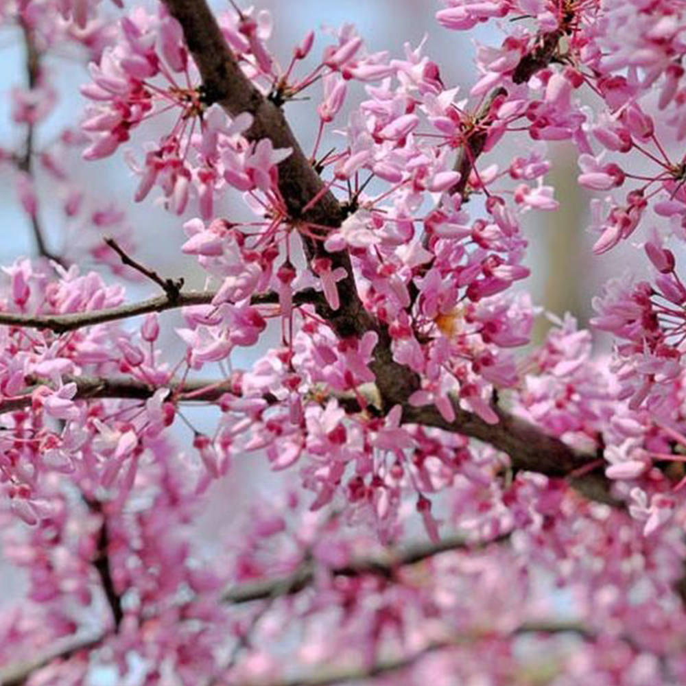 Eastern Redbud (Cercis canadensis)