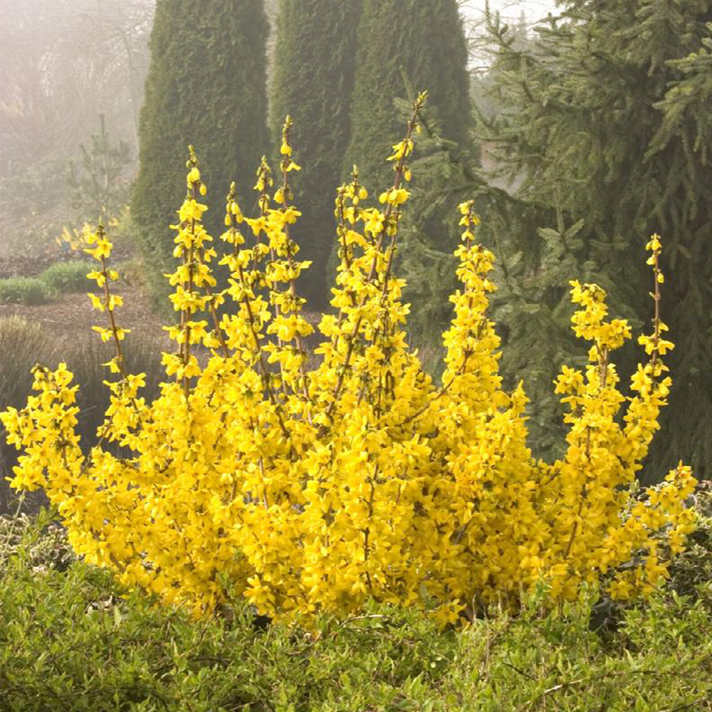 Forsythia (Forsythia spp.)