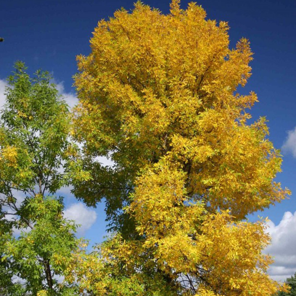 Green Ash (Fraxinus pennsylvanica)