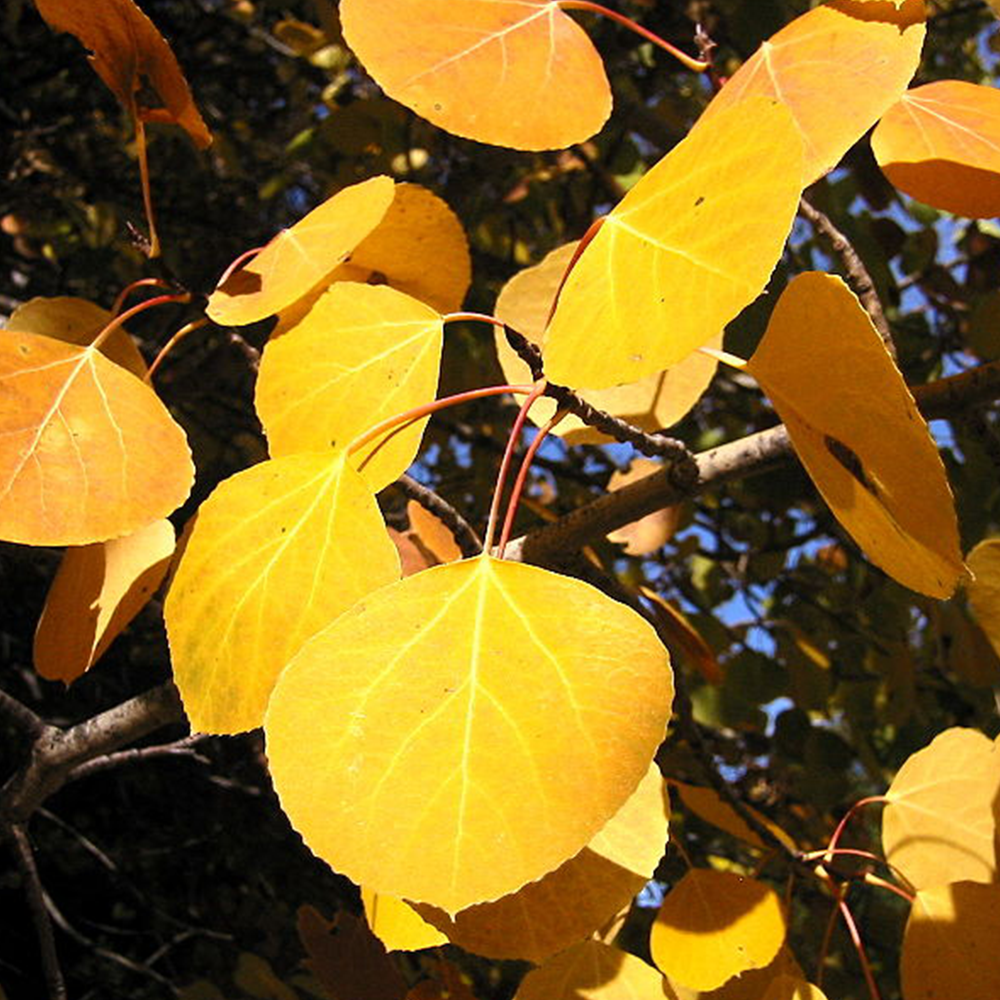 Quaking Aspen (Populus tremuloides)