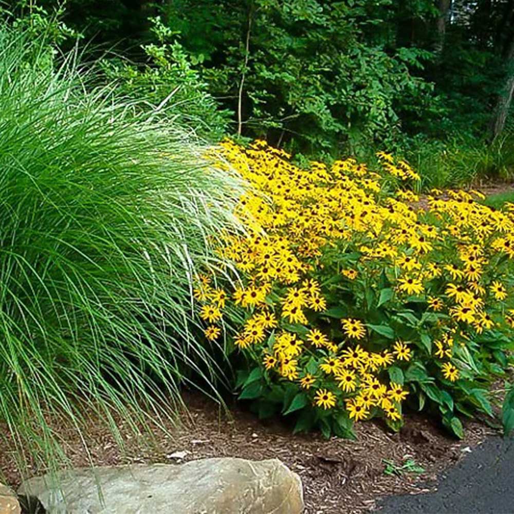 Maiden Grass