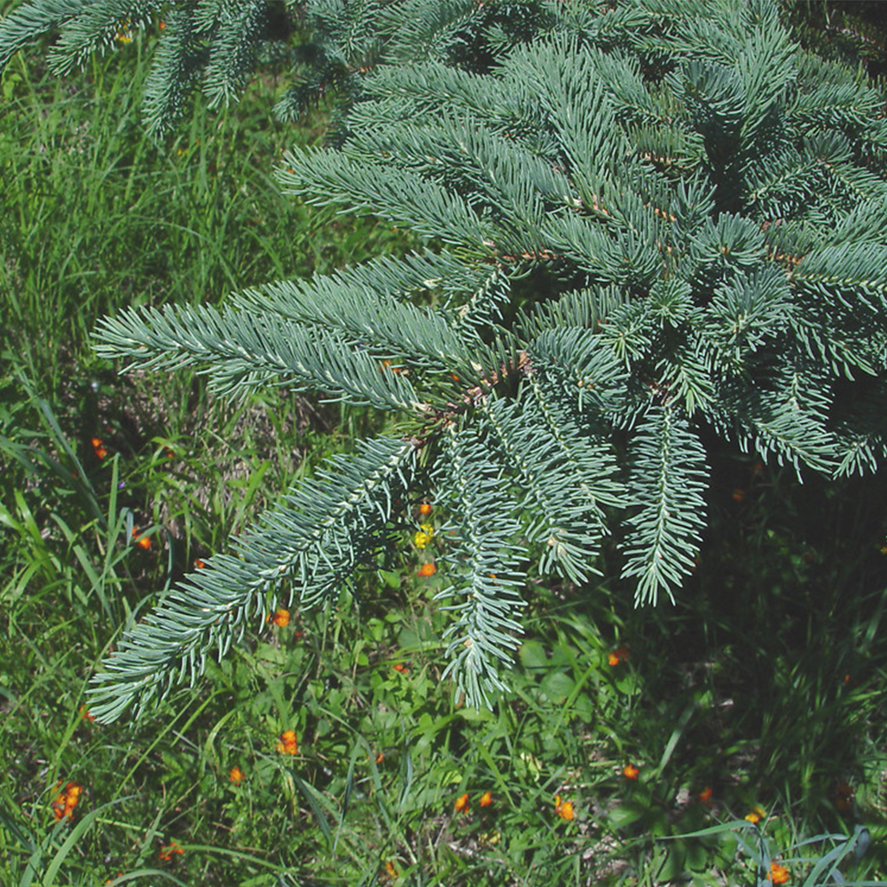 White Spruce (Picea glauca)