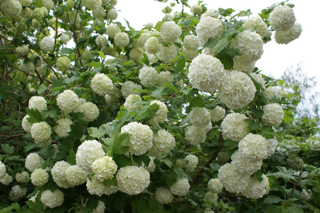 Plant Spotlight: Viburnum