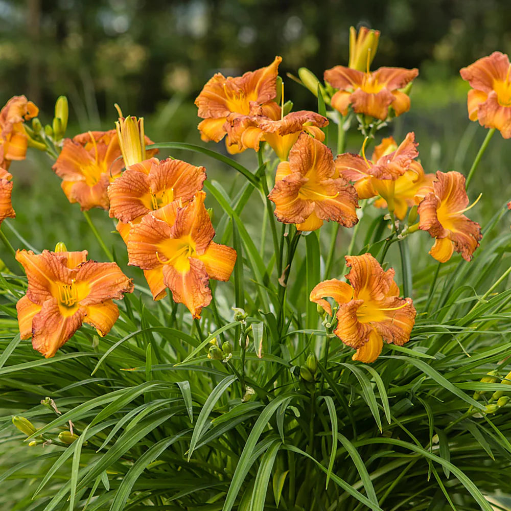 TOP Plants for Iowa Landscaping