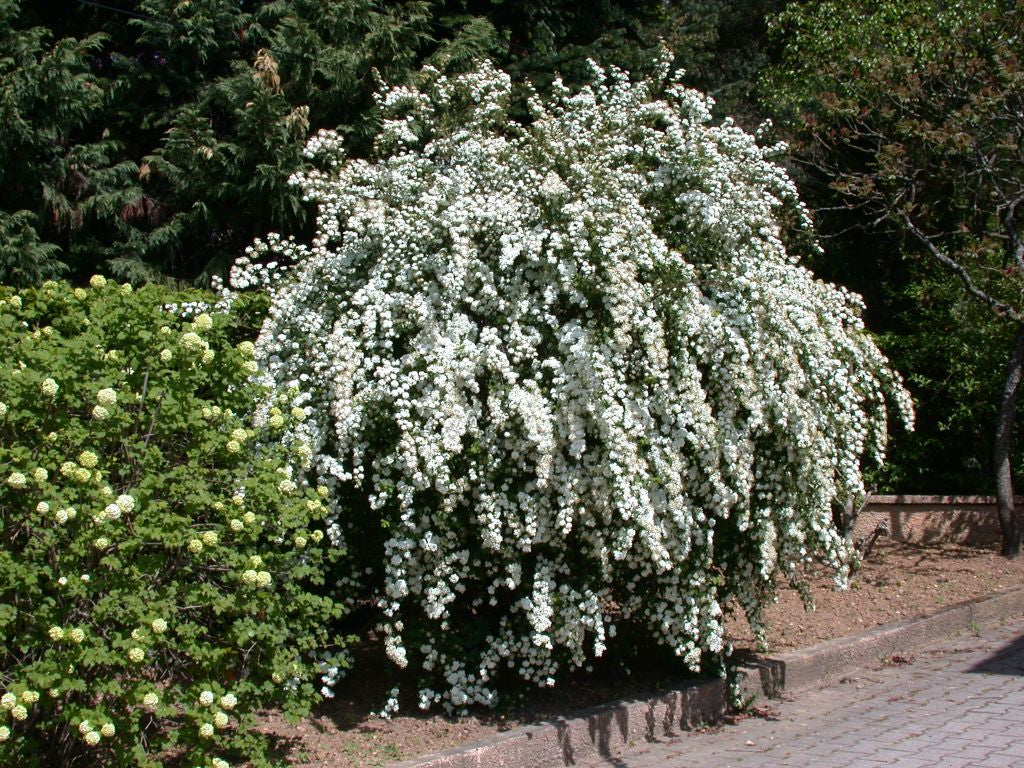 Plant Spotlight: Spirea