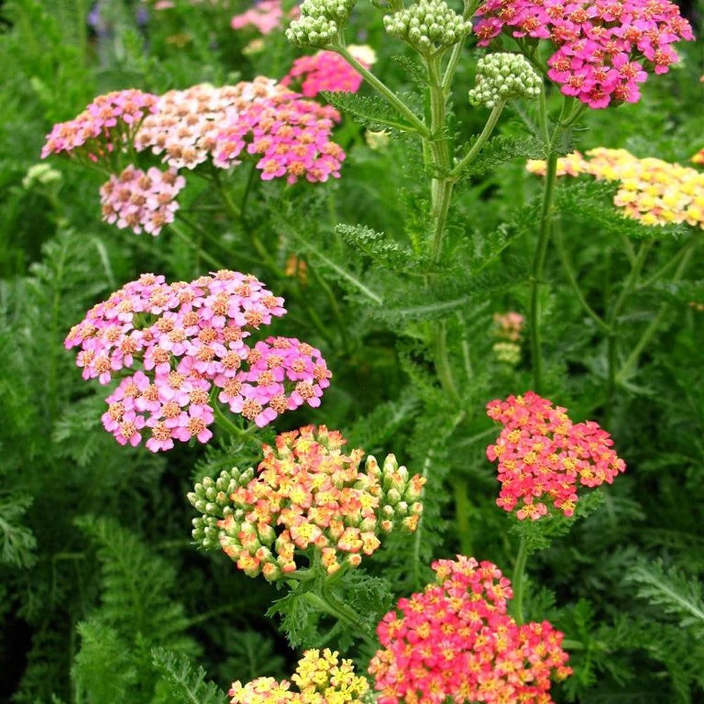 Easy Maintenance Perennials