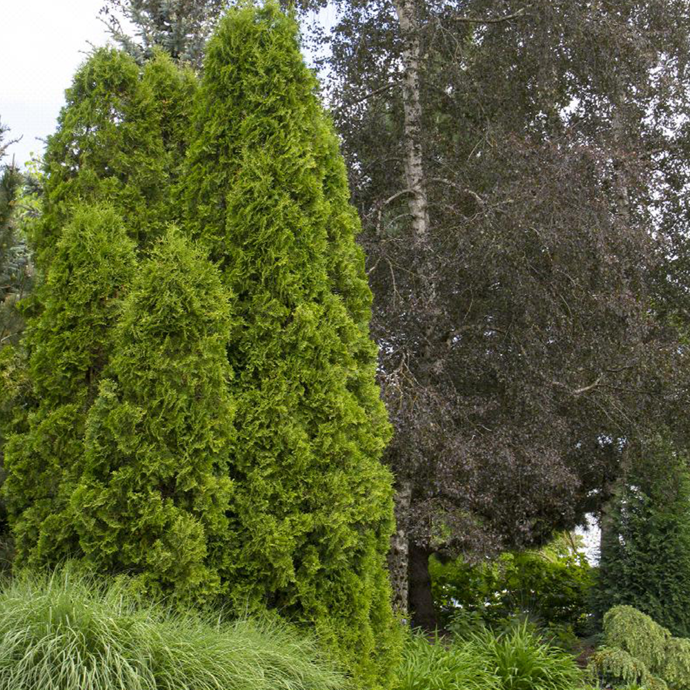 Arborvitae (Thuja spp.)