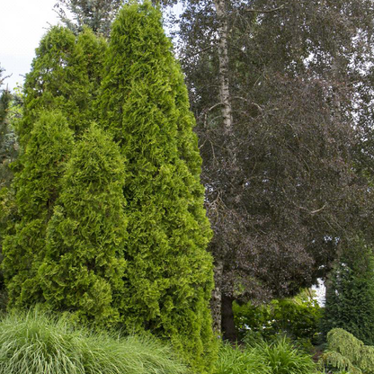 Arborvitae (Thuja spp.)
