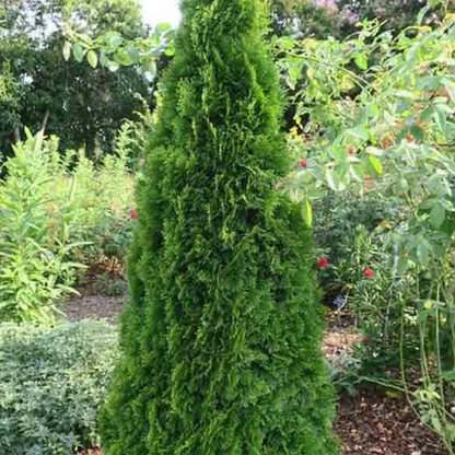 Arborvitae (Thuja spp.)