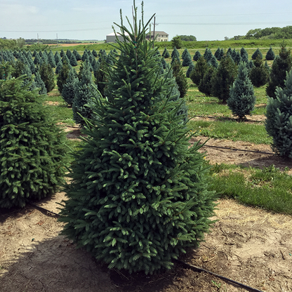 Black Hills Spruce (Picea glauca densata)