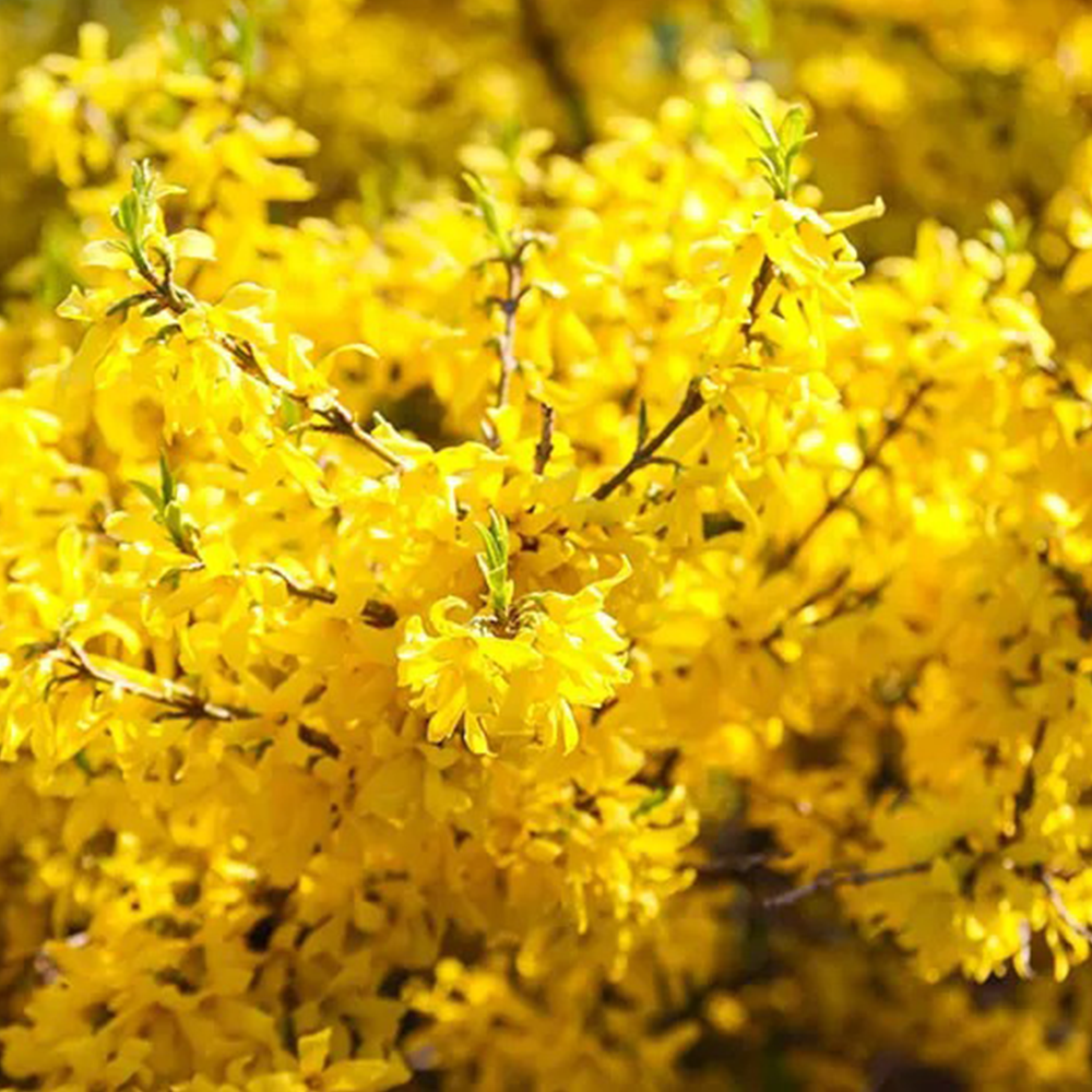Forsythia (Forsythia spp.)