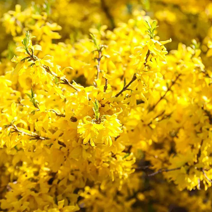 Forsythia (Forsythia spp.)