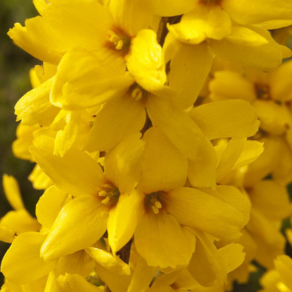 Forsythia (Forsythia spp.)
