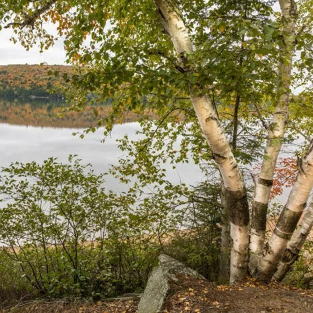 Paper Birch (Betula papyrifera)