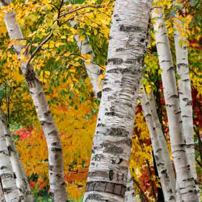 Paper Birch (Betula papyrifera)
