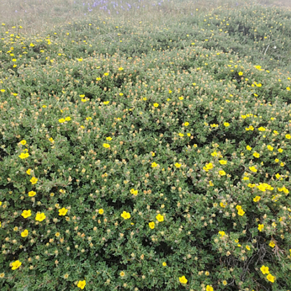 Potentilla (Dasiphora fruticosa)