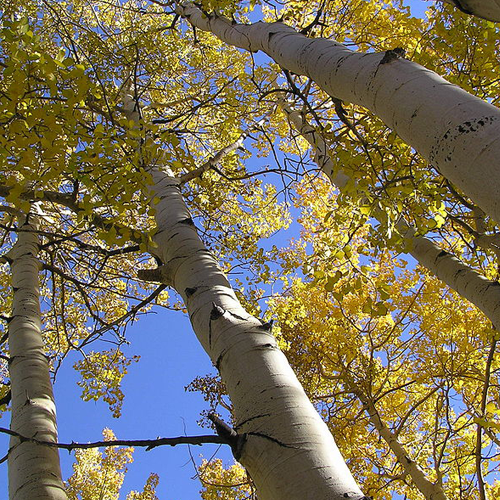 Quaking Aspen (Populus tremuloides)