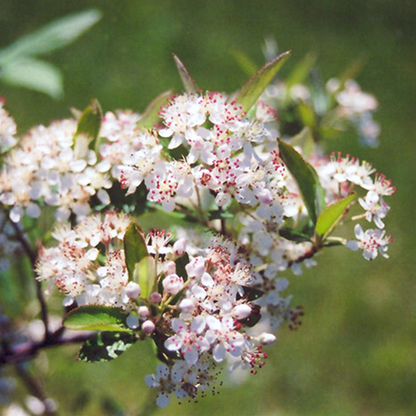 Red chokeberry (Aronia arbutifolia)