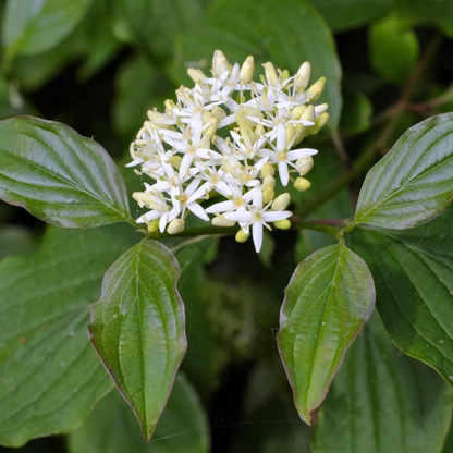 Red twig dogwood (Cornus sericea)