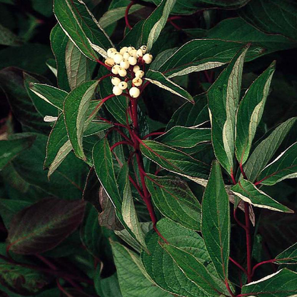 Red twig dogwood (Cornus sericea)