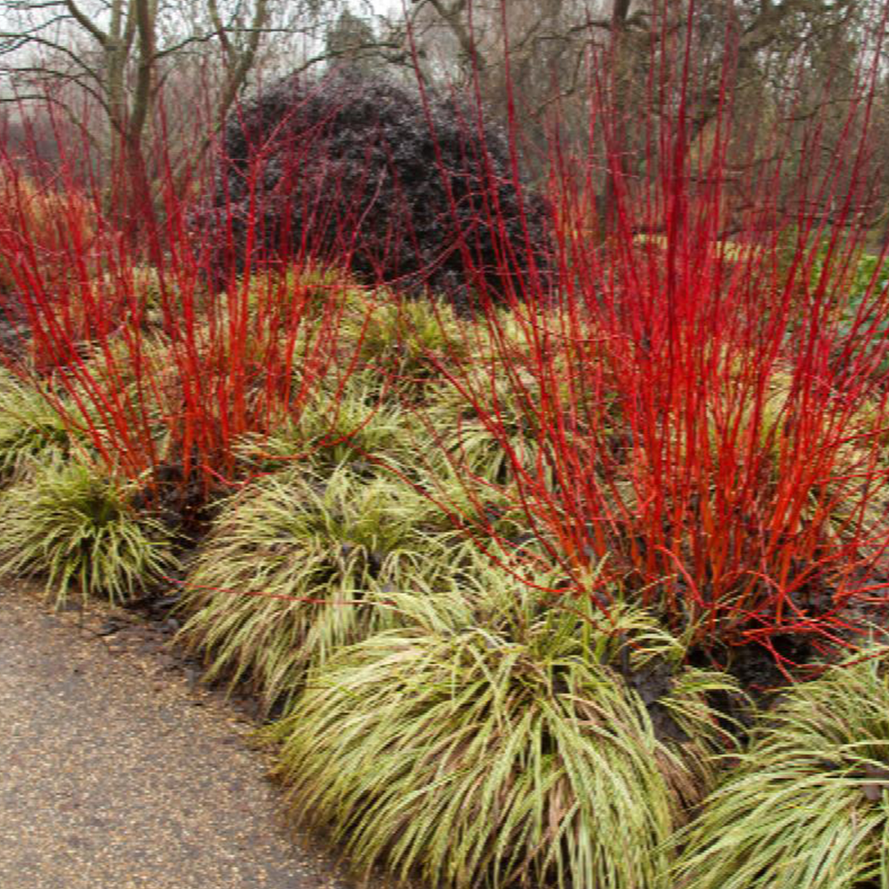 Red twig dogwood (Cornus sericea)