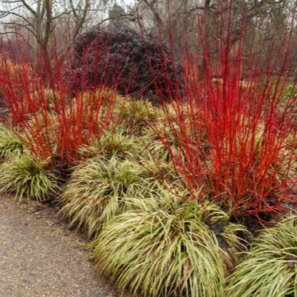 Red twig dogwood (Cornus sericea)