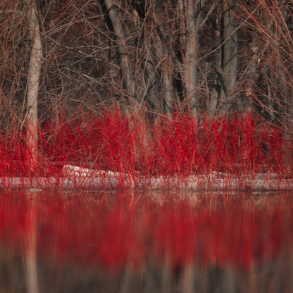 Red twig dogwood (Cornus sericea)