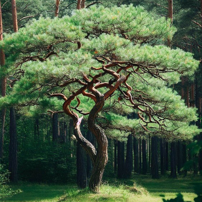 Scotch Pine (Pinus sylvestris)
