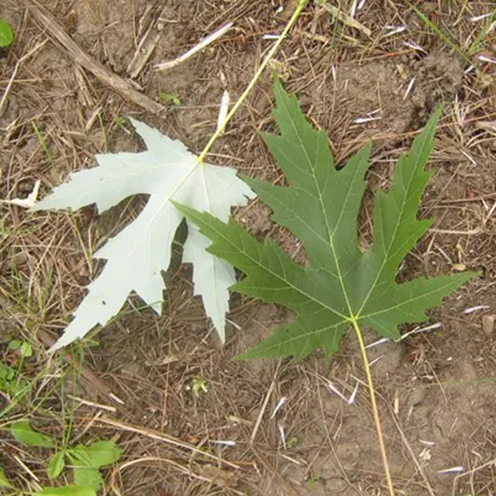 Silver Maple (Acer saccharinum)