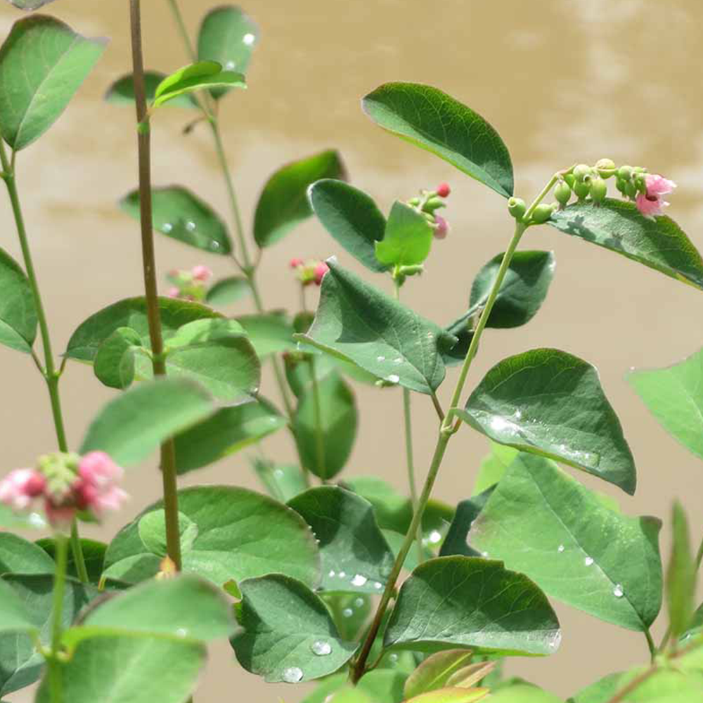 Snowberry (Symphoricarpos spp.)