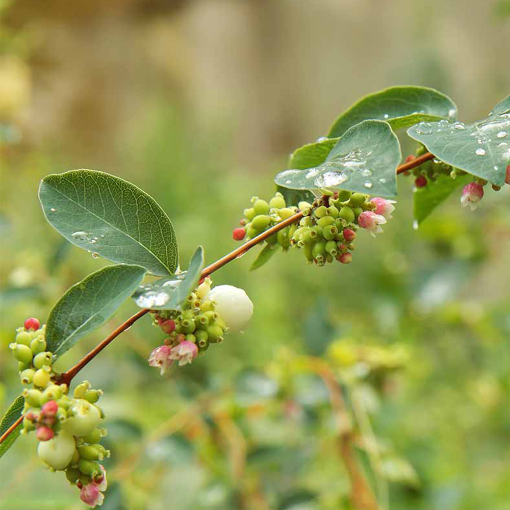 Snowberry (Symphoricarpos spp.)