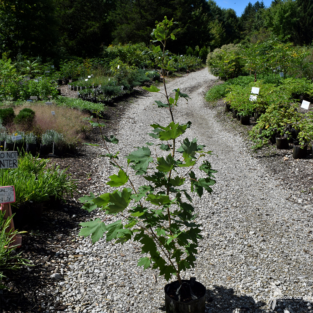 Sugar Maple (Acer saccharum)