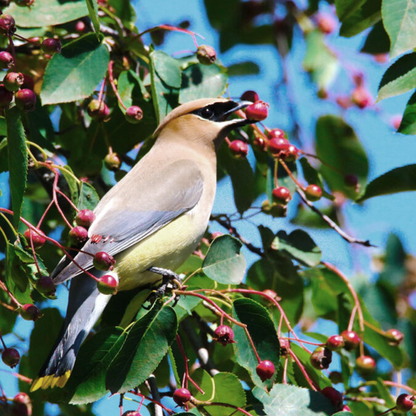 Serviceberry (Amelanchier spp.)