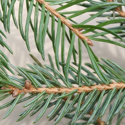White Spruce (Picea glauca)