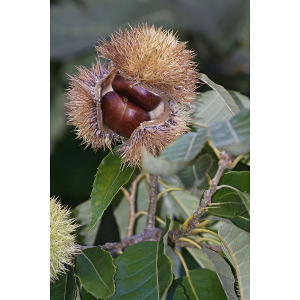 American Chestnut (Castanea dentata)