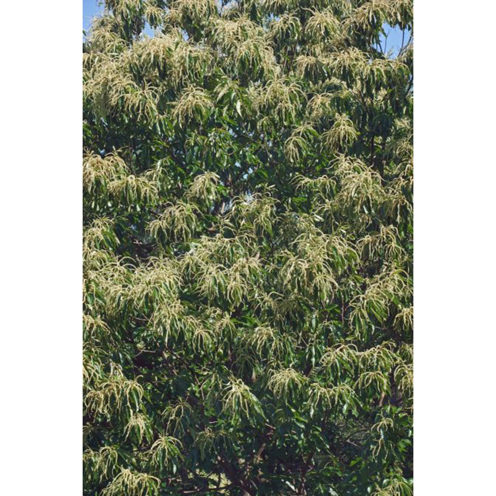 American Chestnut (Castanea dentata)