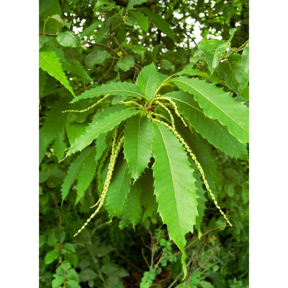 American Chestnut (Castanea dentata)