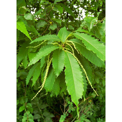 American Chestnut (Castanea dentata)