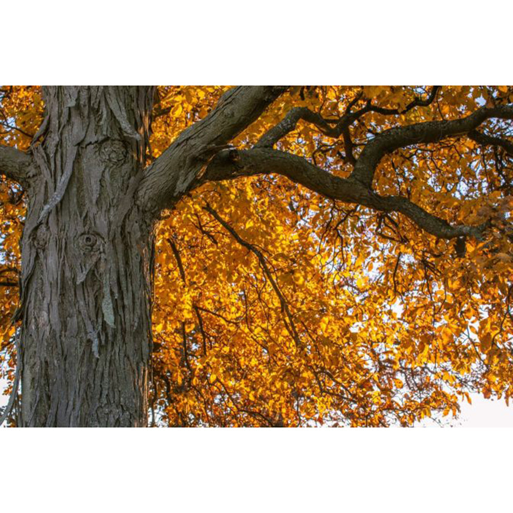Shagbark Hickory (Carya ovata)