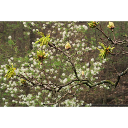 Shagbark Hickory (Carya ovata)