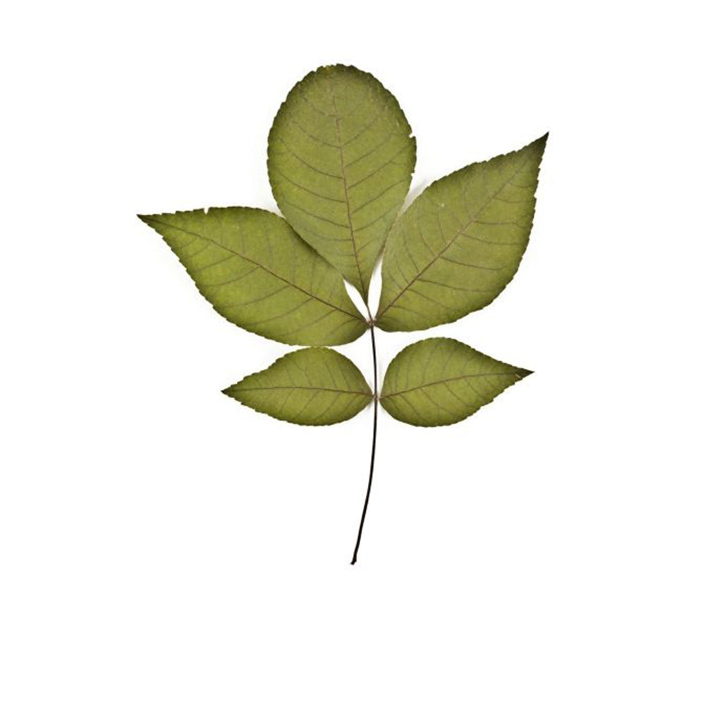 Shagbark Hickory (Carya ovata)
