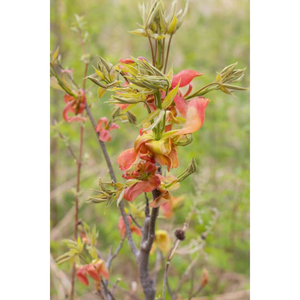 Shagbark Hickory (Carya ovata)